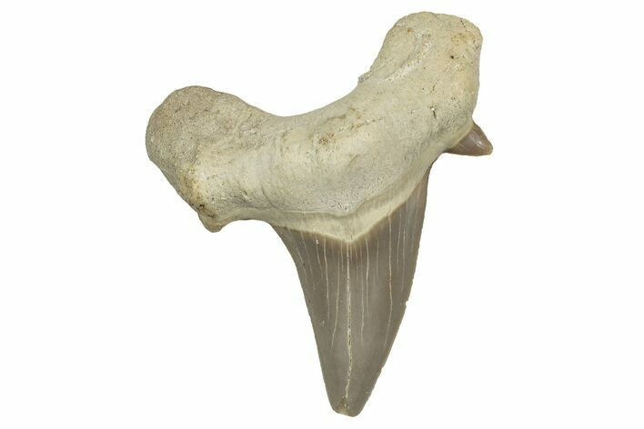 Fossil Shark Tooth (Otodus) - Morocco #353417
